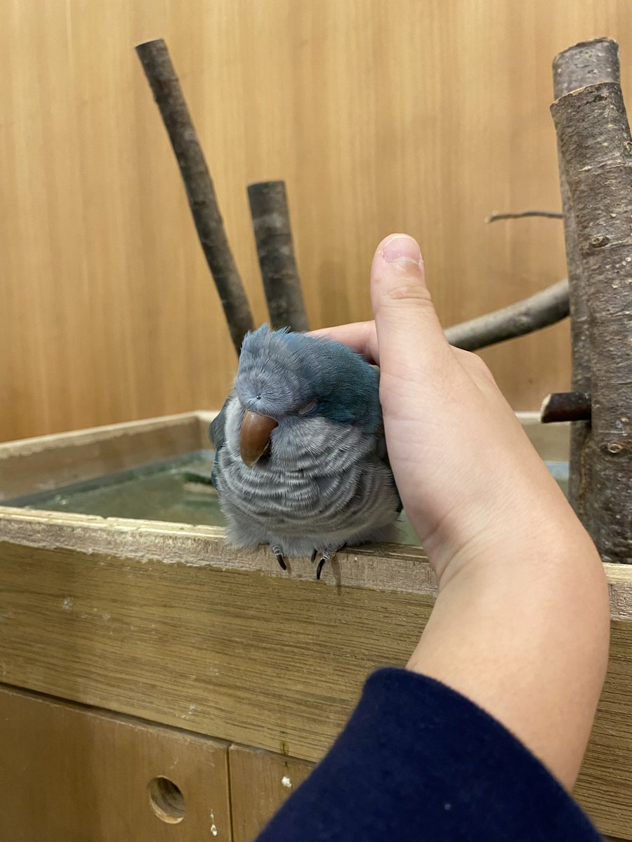 sakuaki777's tweet photo. ⚠️鳥苦手な方注意⚠️
オキナインコ懐っこくてめちゃかわ🥰でした🤍🤍🤍
#favoriteview #WithU https://t.co/KZL75rOmNd