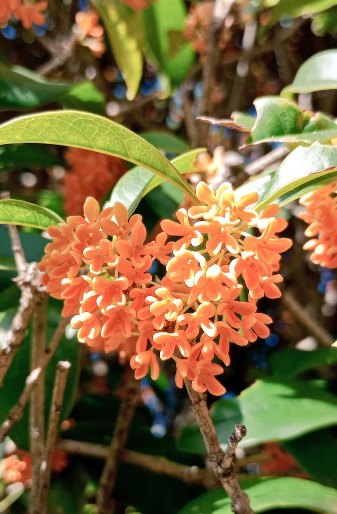 Maria⋆*❁*⋆ฺ（感謝） Maria on X