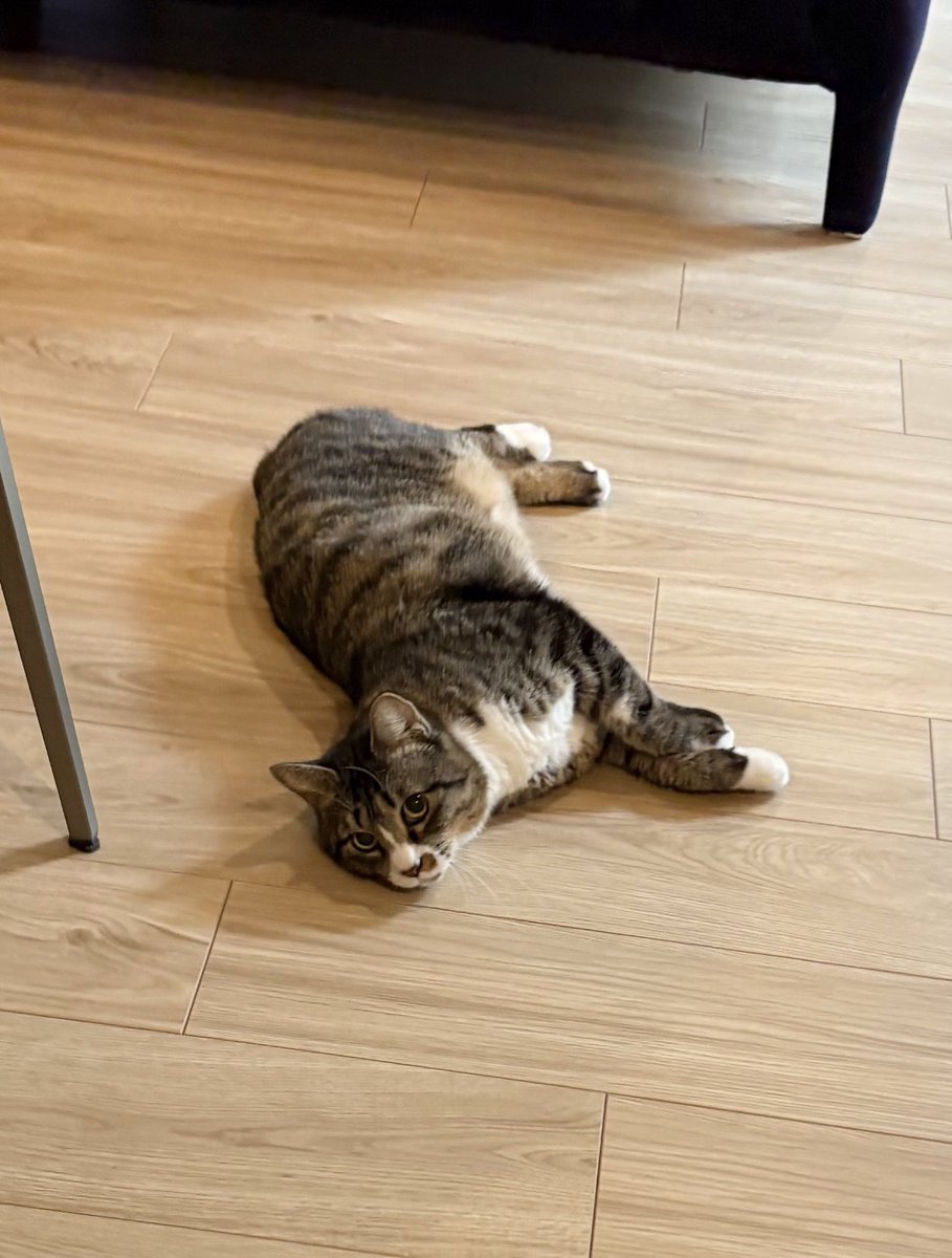 ←保護当初                          →3ヵ月後

#じゃこ天