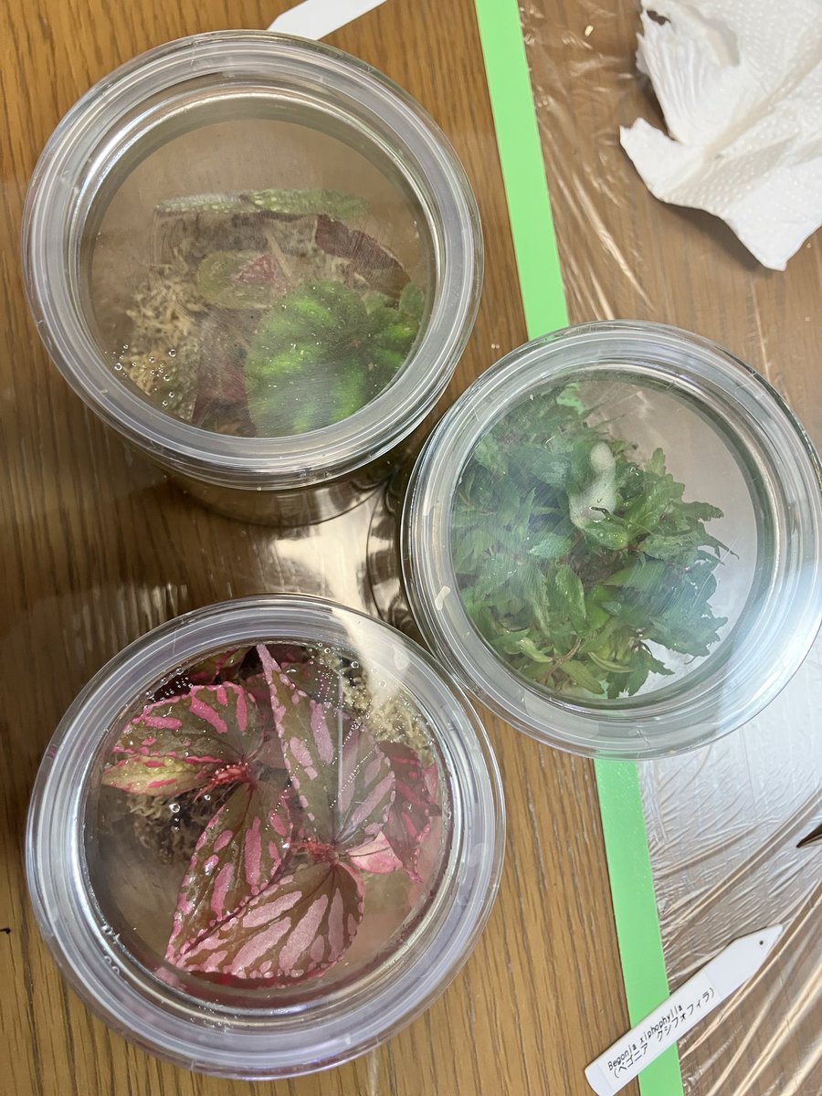 明日から咲くやこの花館でベゴニアの展示会を行います。

私も初出品します。見て頂けたら嬉しいです。（こんなに大きな展示会に出品は初めてで緊張きます。）