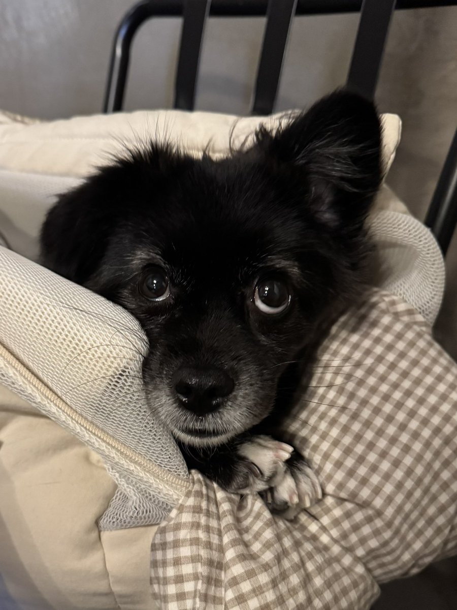 펫보험 상담 받는데 되게 집중해서 들음
니가 들으면 머 아나