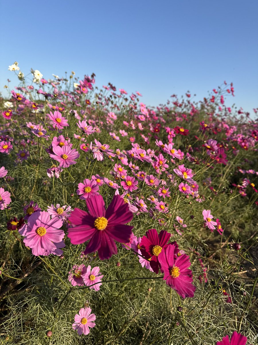 本田 あやね tweet media