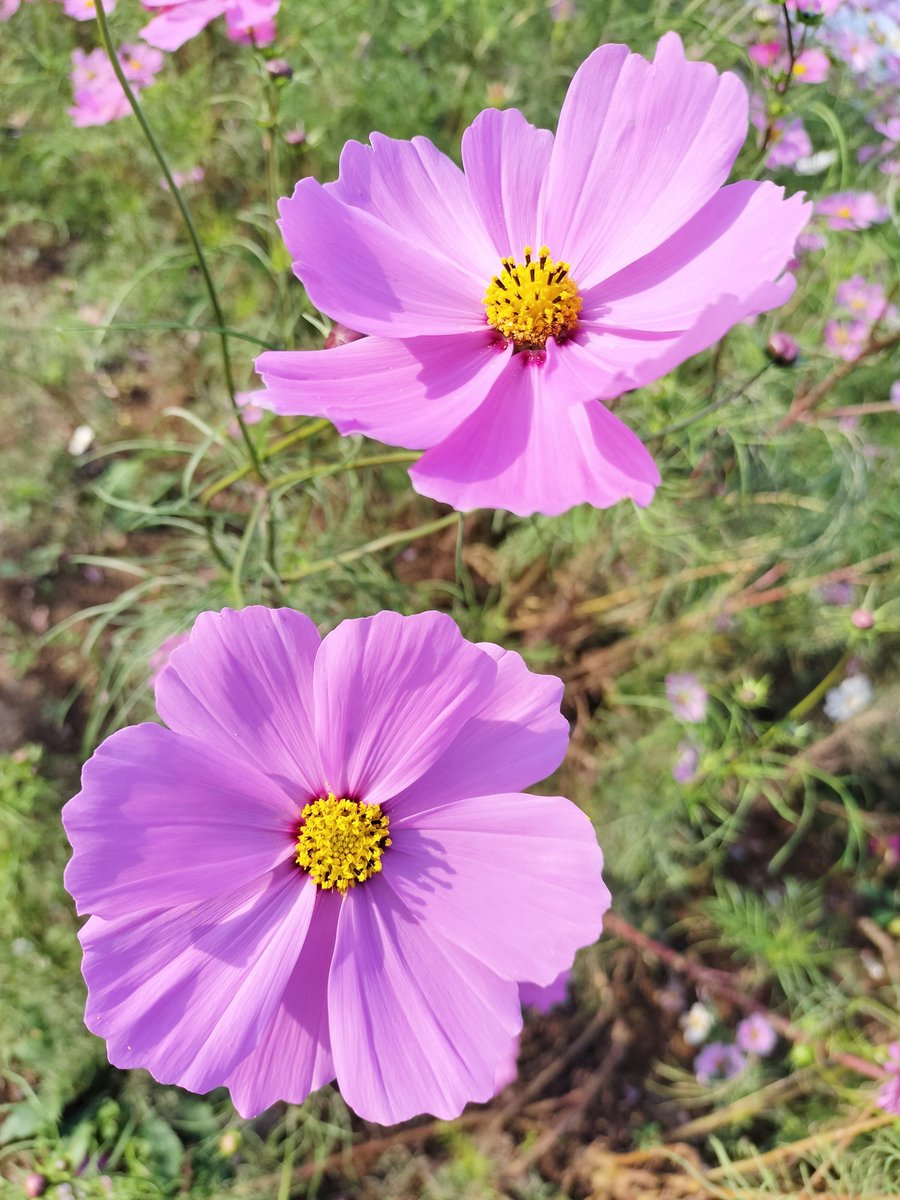 コスモスおじさん@茨城県潮来市 on X