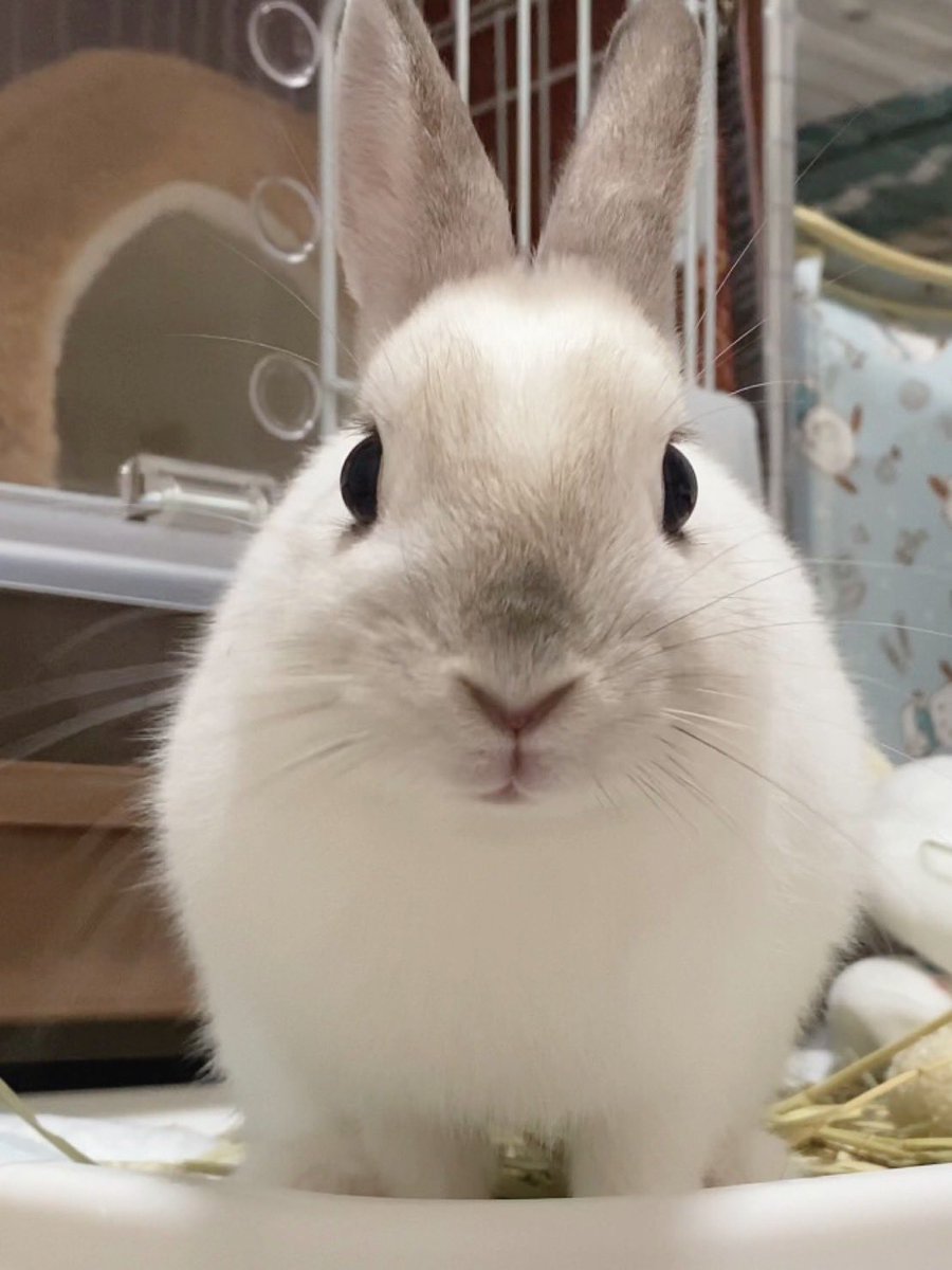 こうきまき（うさぎのもち🐰） (@0915_kouki) / Posts / X