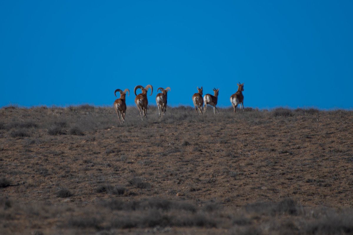 bownaankamal's tweet photo. 1:1 Male Urial following the females | Golestan | Iran
Photo by @bownaankamal
.
.
#wildlife #urial #iranwildlife #wildlifephotography #mountaingoat #golestannationalpark https://t.co/5Hw5dr9YyL