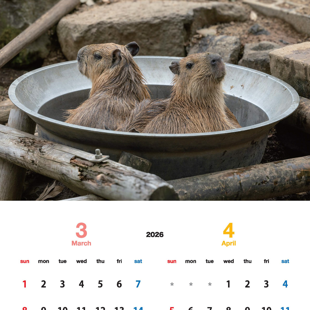 capybarahp's tweet image. カピバラカレンダー2026伊豆シャボテン動物公園ver.を園内売店GIFTSHOPアニマルマートにて販売して頂いております。お値段は７００円です。…