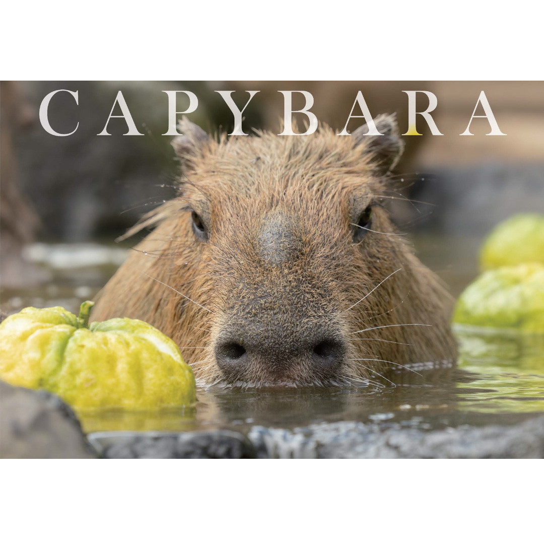 capybarahp's tweet image. カピバラカレンダー2026伊豆シャボテン動物公園ver.を園内売店GIFTSHOPアニマルマートにて販売して頂いております。お値段は７００円です。…