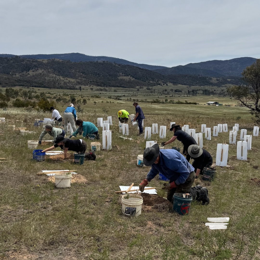 🌱 💚 The smile says it all! #Volunteer Gen Crowe planted the 10,000th tree of the year at our Scottsdale Reserve – and scored the lucky “Golden ticket”. 🎫

What a way to wrap up our final community tree-planting day for 2025 – a huge thank you to everyone who helped bring