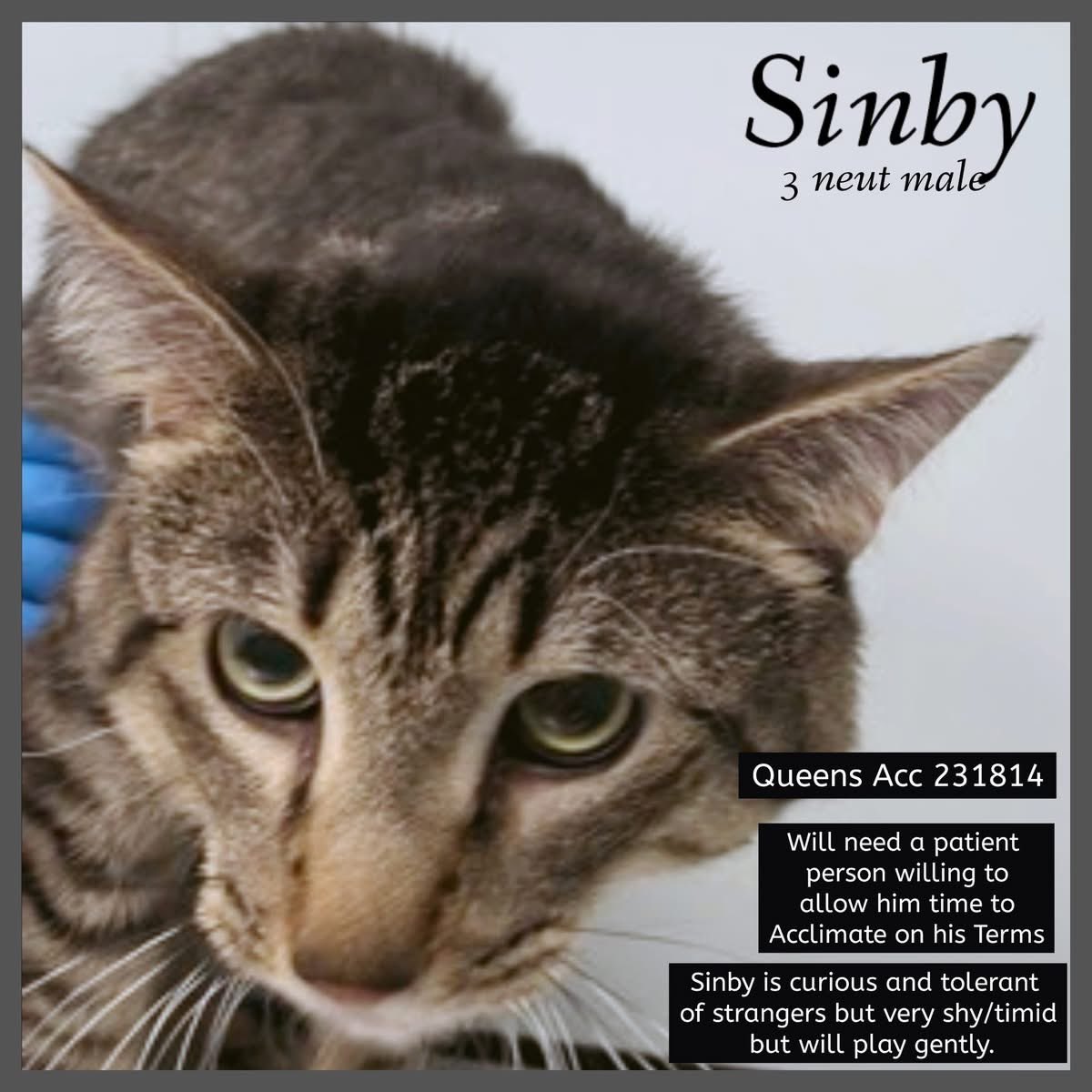 🆘Please REPOST-adopt-foster🆘

SINBY is on the “emergency placement” list at #ACCNYC and needs out of the shelter by 12 NOON 11/11!

#URGENT #NYC #CATS #NYCACC #TeamKittySOS #AdoptDontShop #AdoptAShelterCat 
newhope.shelterbuddy.com/Animal/Profile…