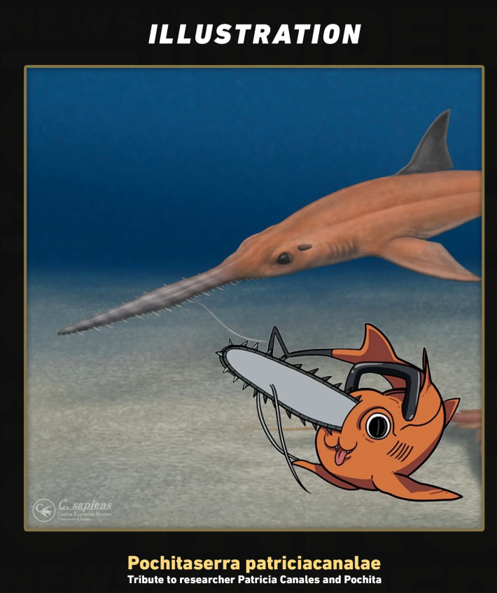 HE LOOKS JUST LIKE LORD CHAINSAW COULD THIS BE THE MOST BADASS ANIMAL EVER IN THE HISTORY OF EVERYTHING - 🦈