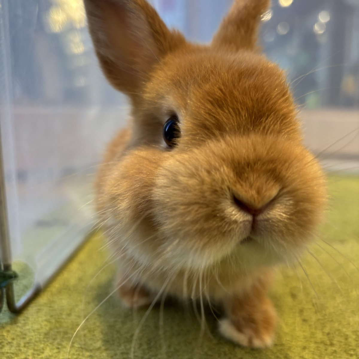 うさぎのしっぽオリナス錦糸町店 on X