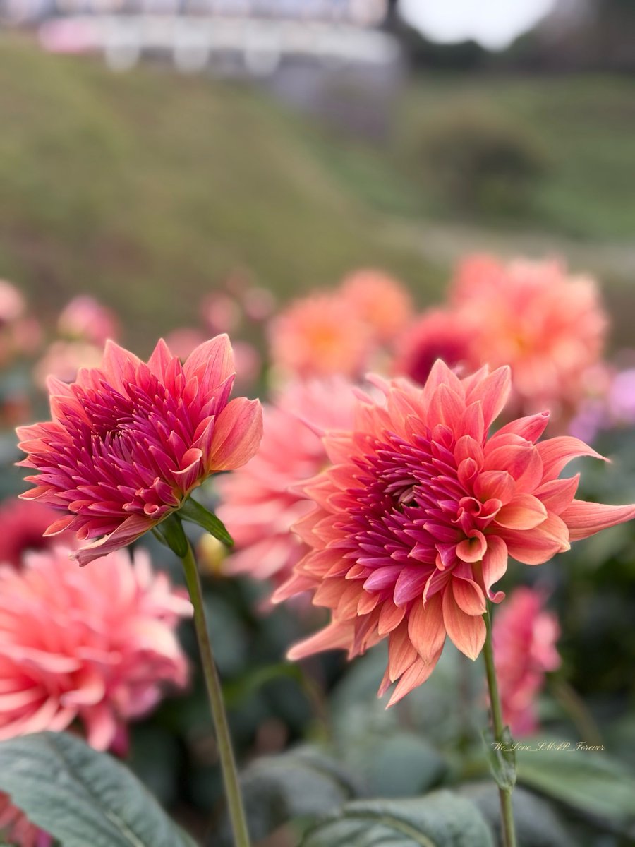 花ページ ふぁいんぴーす⭐️🧡 on X