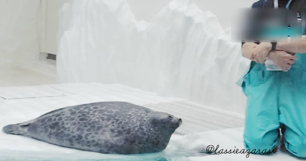 lassie99289125's tweet image. 魚終わったの信じるしかないけど諦めないユキちゃん①

 #海遊館  #アザラシ  #seal