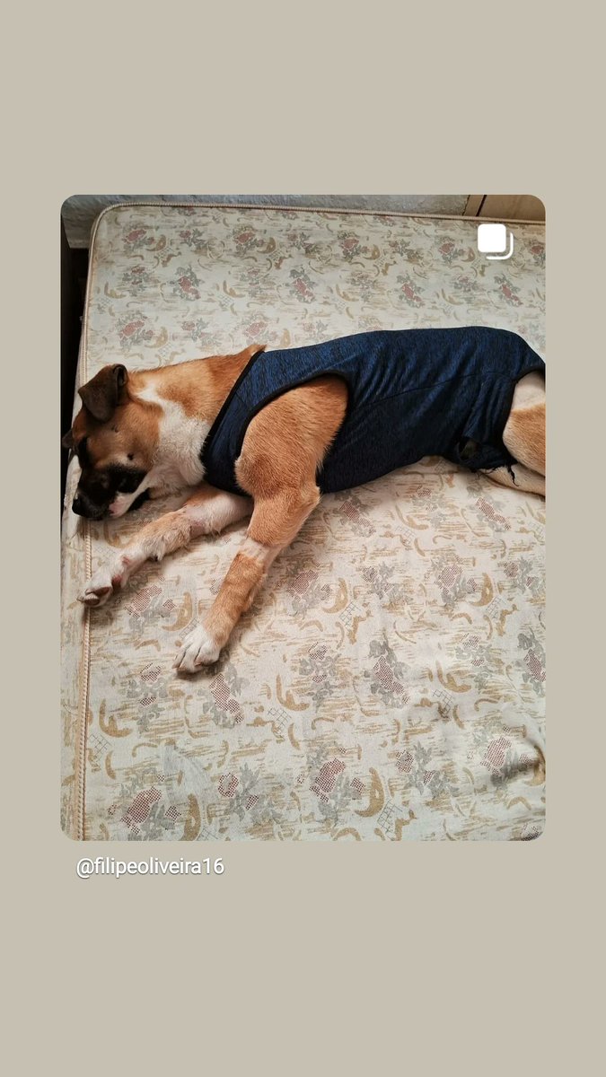 MrShiranui's tweet photo. @SomosLoucosFut E eu morrendo de vergonha por fazer uma vaquinha pra cirurgia do meu cachorro... https://t.co/t4oAOC65Uc