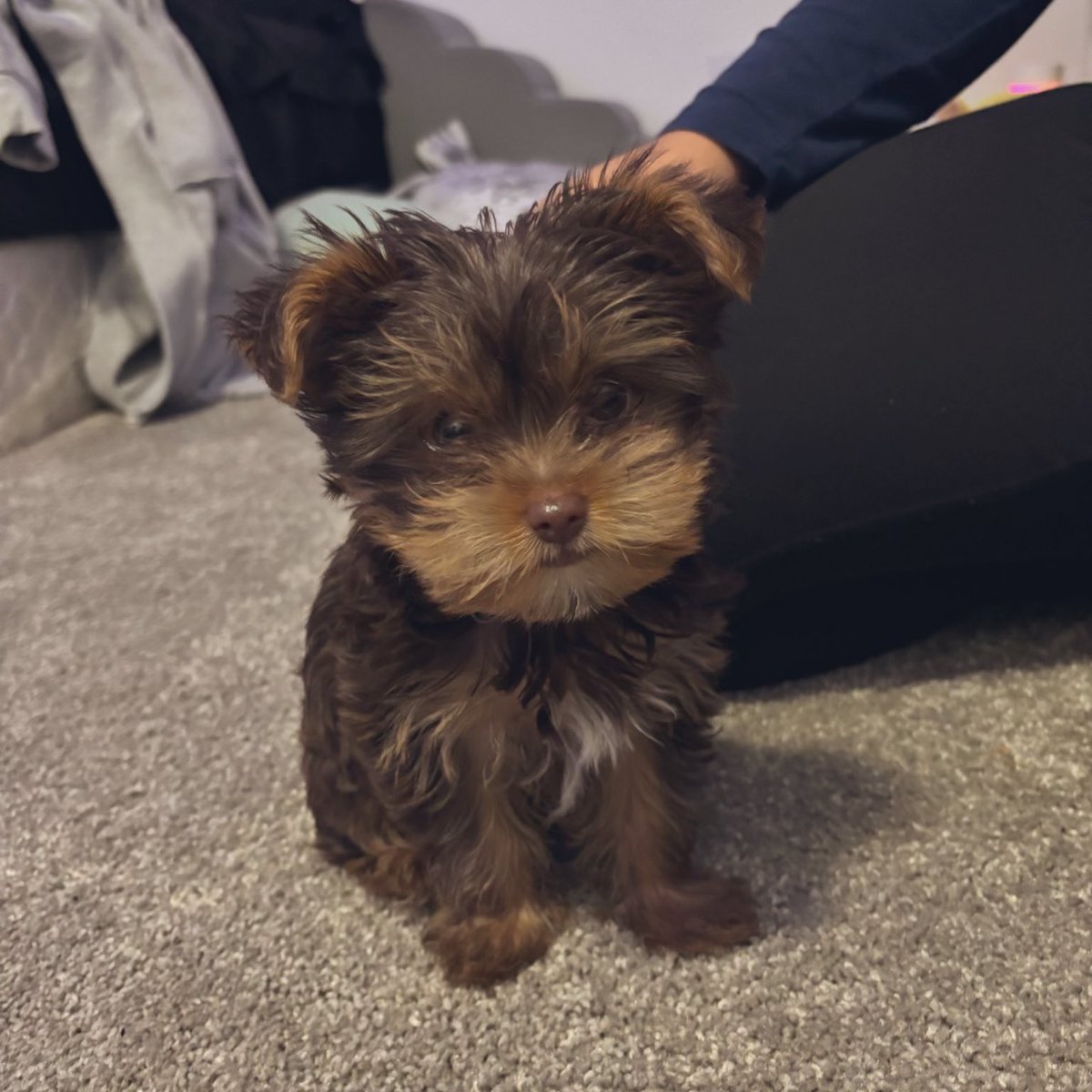 🏁✨Yuito✨🏁 tweet media