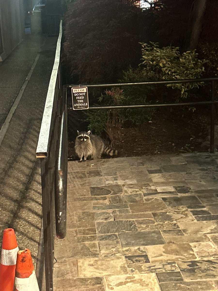 Pikamare tweet media