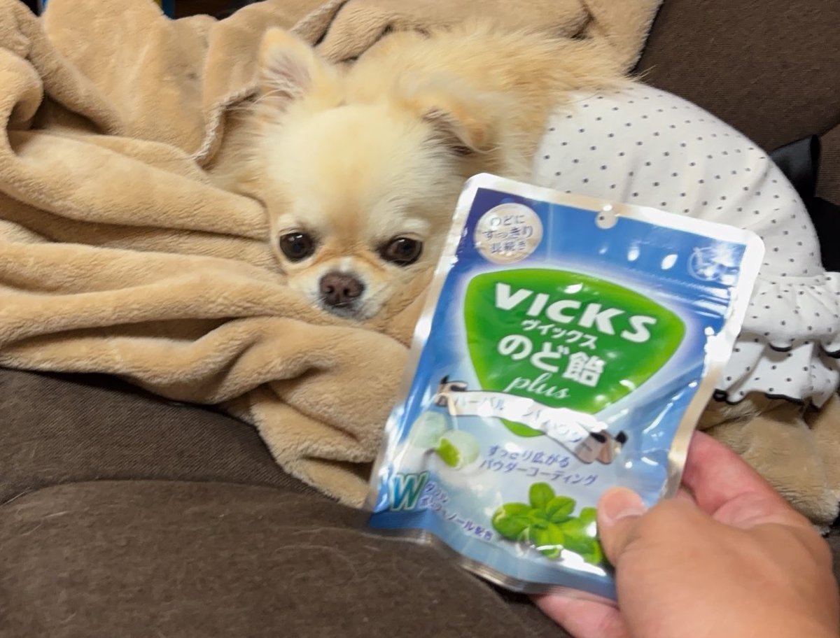 チワワのチビ&ココ🐕✨ on X