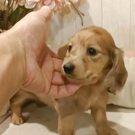 こんにちは！Animallineです🐾本日はミニチュア・ダックスフンドのご紹介！お鼻が低めで小さめな可愛い女の子♡希少カラーのイエローダップルです！オンライン見学も受付中ですので、ぜひぜひご検討ください！🐶

animalline.jp/breeder/pet/de…
#Animalline #犬のいる暮らし #ミニチュア・ダックスフンド