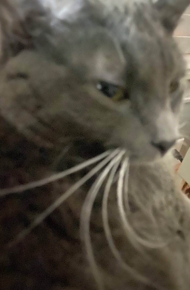  ﹕ *͟゛ ⧼ . 𝒍̥̈𝜣𝒗͜e ఌ︎ 𝓱a𝑠̮̑hira . tweet media