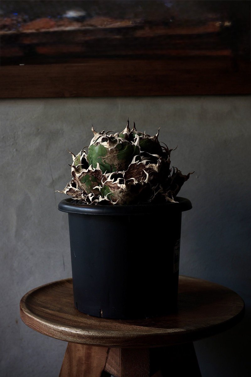 激レア株　ピンキー群生❗️ 7頭　まだ増えそう　アガベ　アガベ 激レア株 ピンキー群生❗️ 7頭 まだ増えそう アガベ アガベ 激レア株