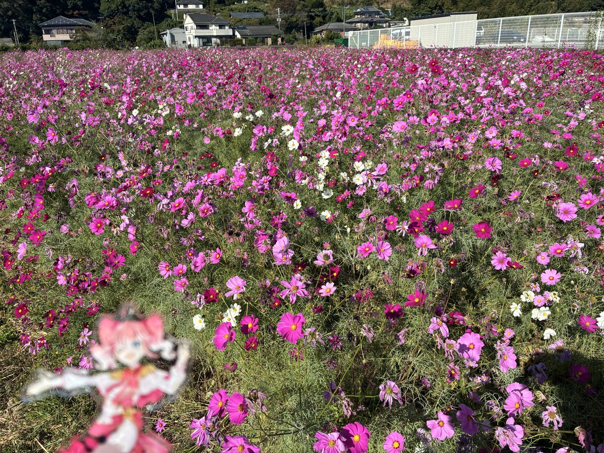 Baldr272's tweet image. コスモスが綺麗に咲いていたよ
綺麗風景があると撮りたくなるよね
推し活していると周りを見れる様になってきた
てな訳で、ななしいんくはいいぞ！

#西園寺メアリ
#季咲あんこ