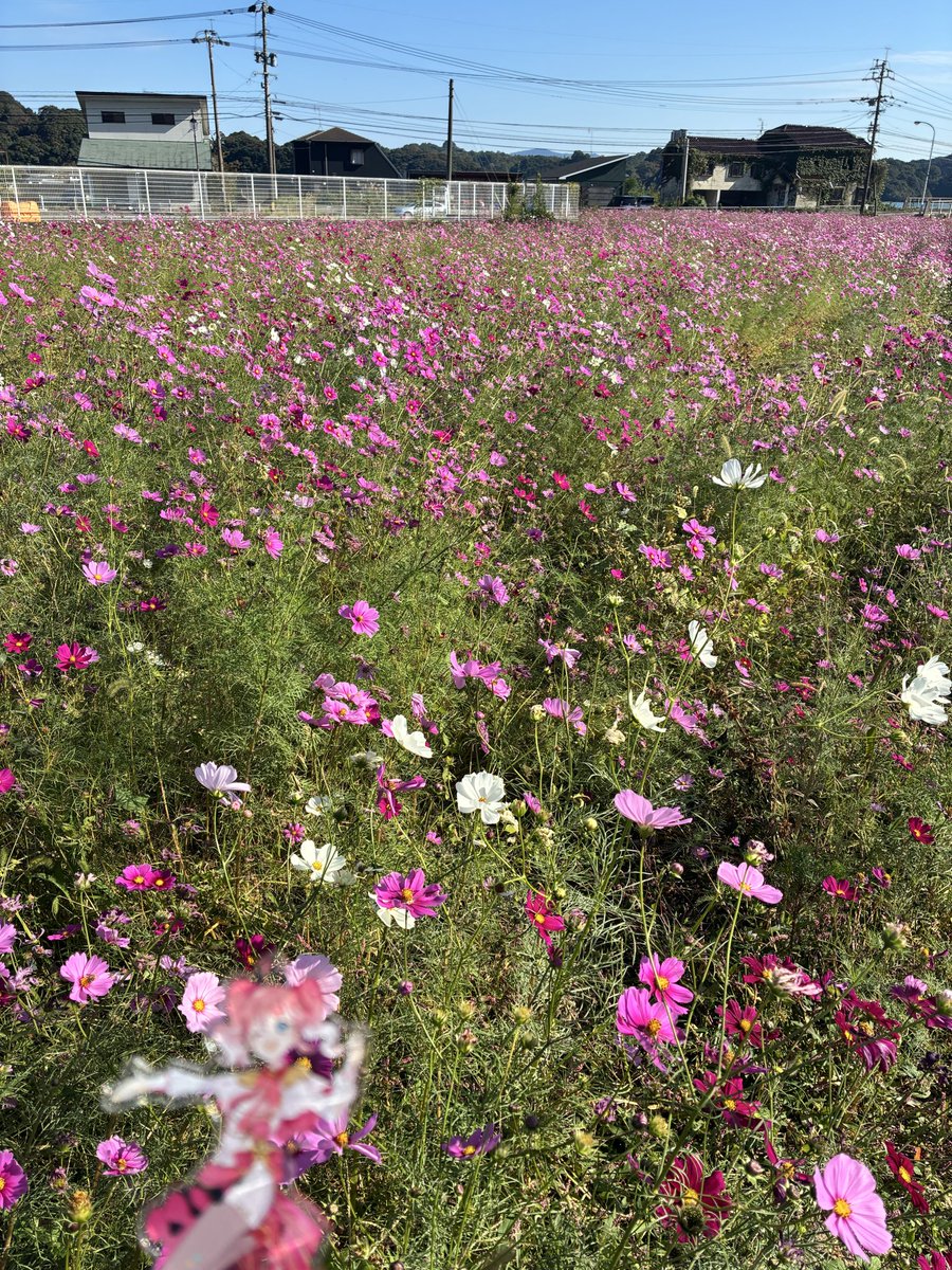 Baldr272's tweet image. コスモスが綺麗に咲いていたよ
綺麗風景があると撮りたくなるよね
推し活していると周りを見れる様になってきた
てな訳で、ななしいんくはいいぞ！

#西園寺メアリ
#季咲あんこ