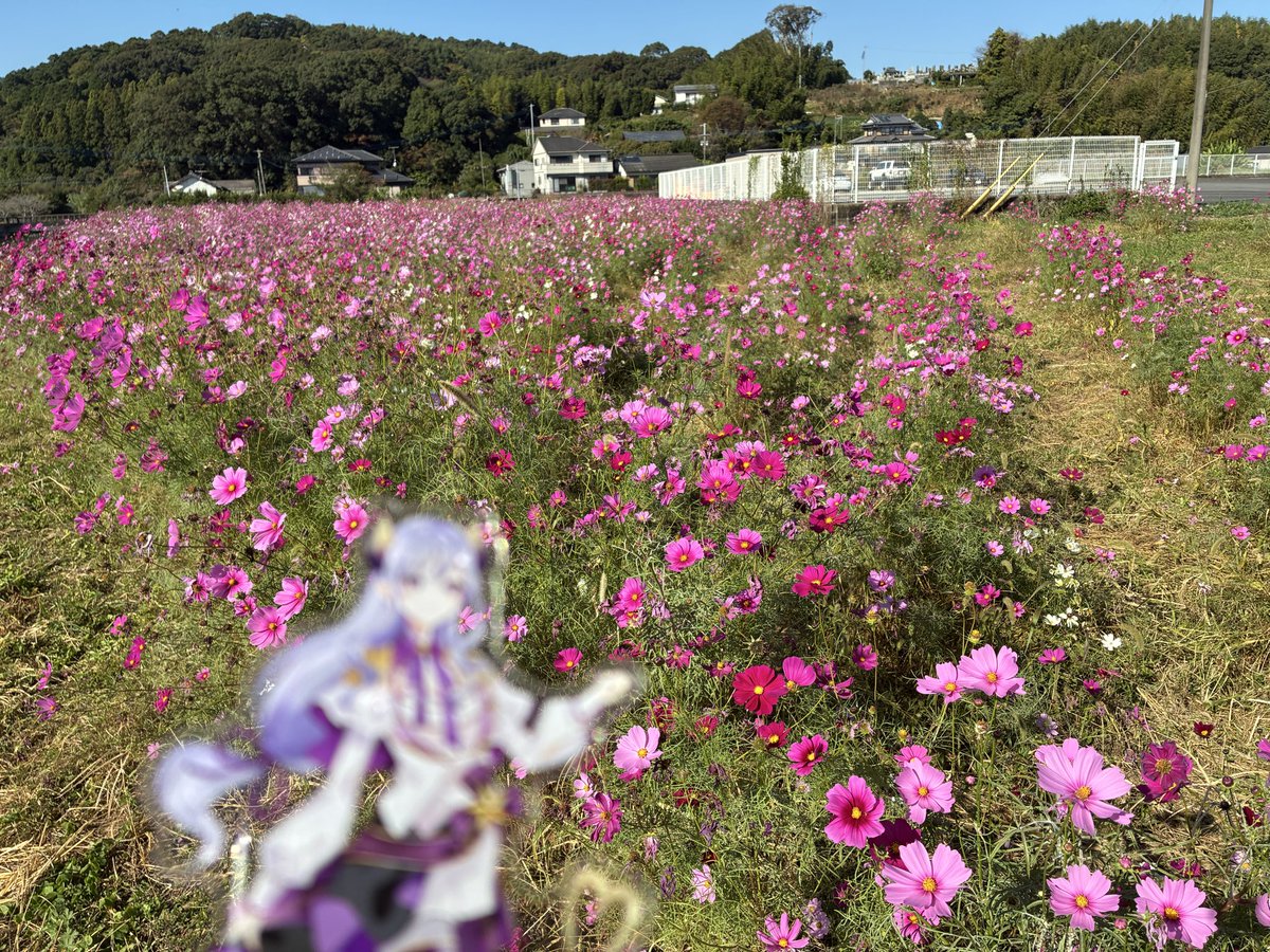 Baldr272's tweet image. コスモスが綺麗に咲いていたよ
綺麗風景があると撮りたくなるよね
推し活していると周りを見れる様になってきた
てな訳で、ななしいんくはいいぞ！

#西園寺メアリ
#季咲あんこ