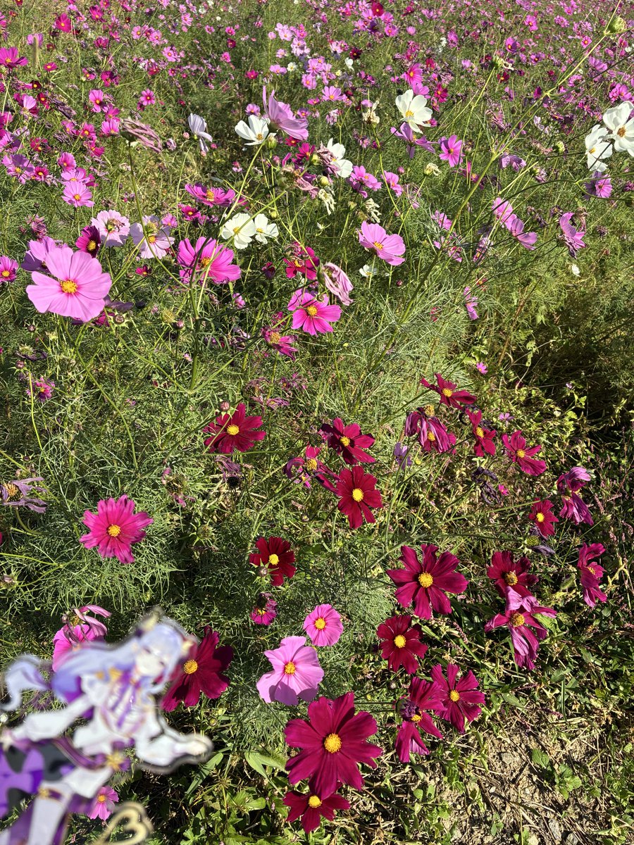 Baldr272's tweet image. コスモスが綺麗に咲いていたよ
綺麗風景があると撮りたくなるよね
推し活していると周りを見れる様になってきた
てな訳で、ななしいんくはいいぞ！

#西園寺メアリ
#季咲あんこ