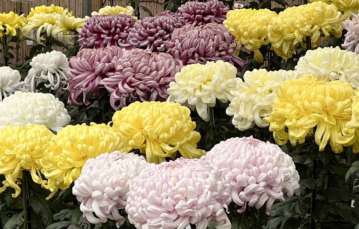 堀口🍀ビーズフラワー専門店オーナー (@OwnerSaitayo) / Posts / X