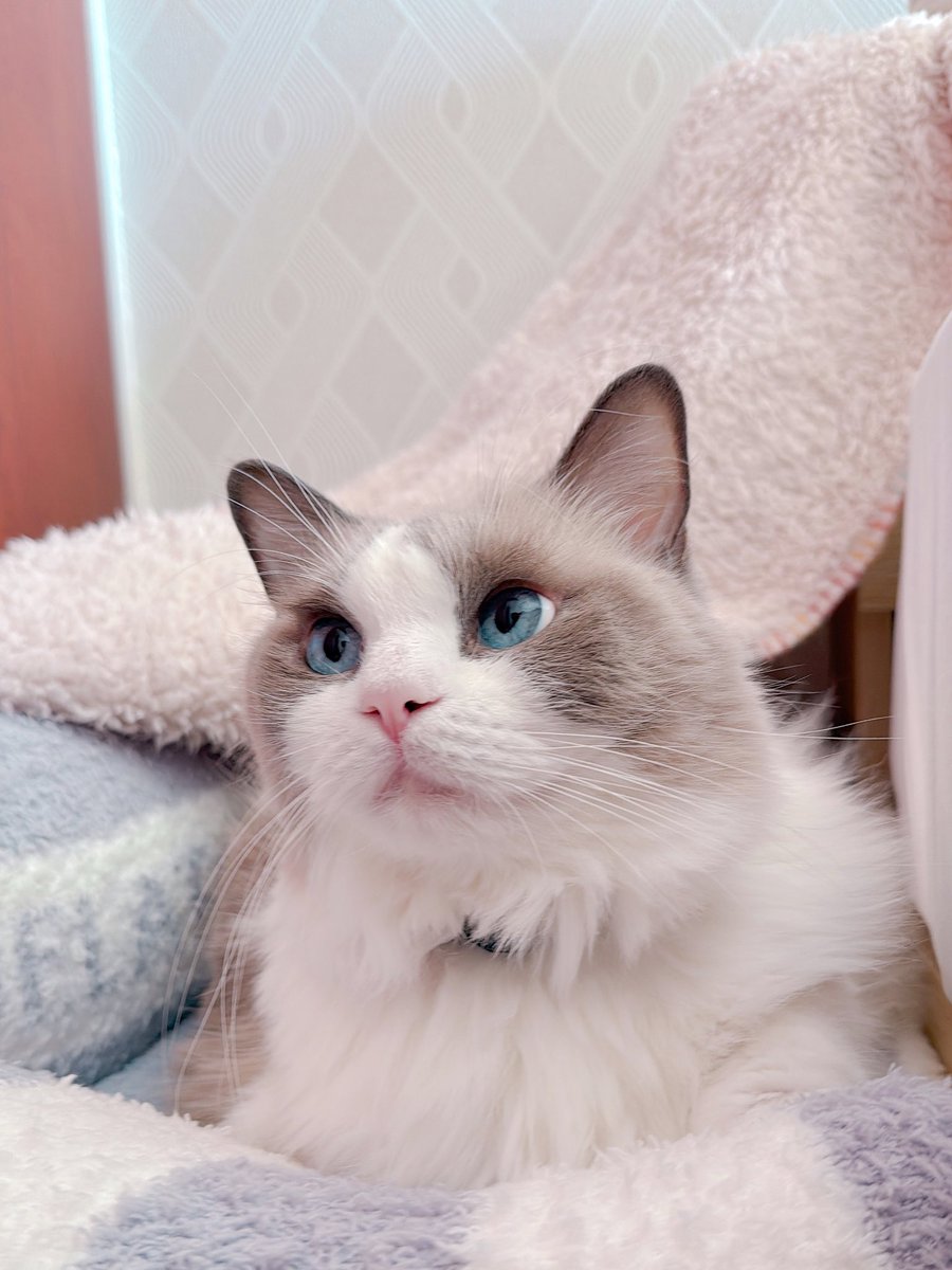 Xのみにゃさん
こにゃにゃちは🌤️
#ラグドール
#ほたて2025