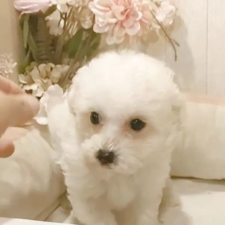 こんにちは！Animallineです🐾本日はビションプーのご紹介！小さめな可愛い男の子♡お目々パッチリ・短足・爆毛ビションプーちゃんですので、アフロプードルにされたい方におすすめです♪ぜひぜひご検討ください！🐶

animalline.jp/breeder/pet/de…
#Animalline #犬のいる暮らし #ビションプー