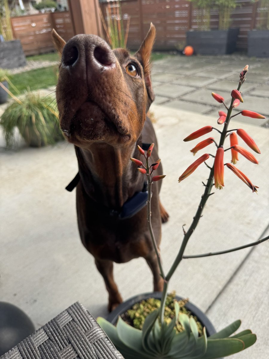 The Most beautiful face !