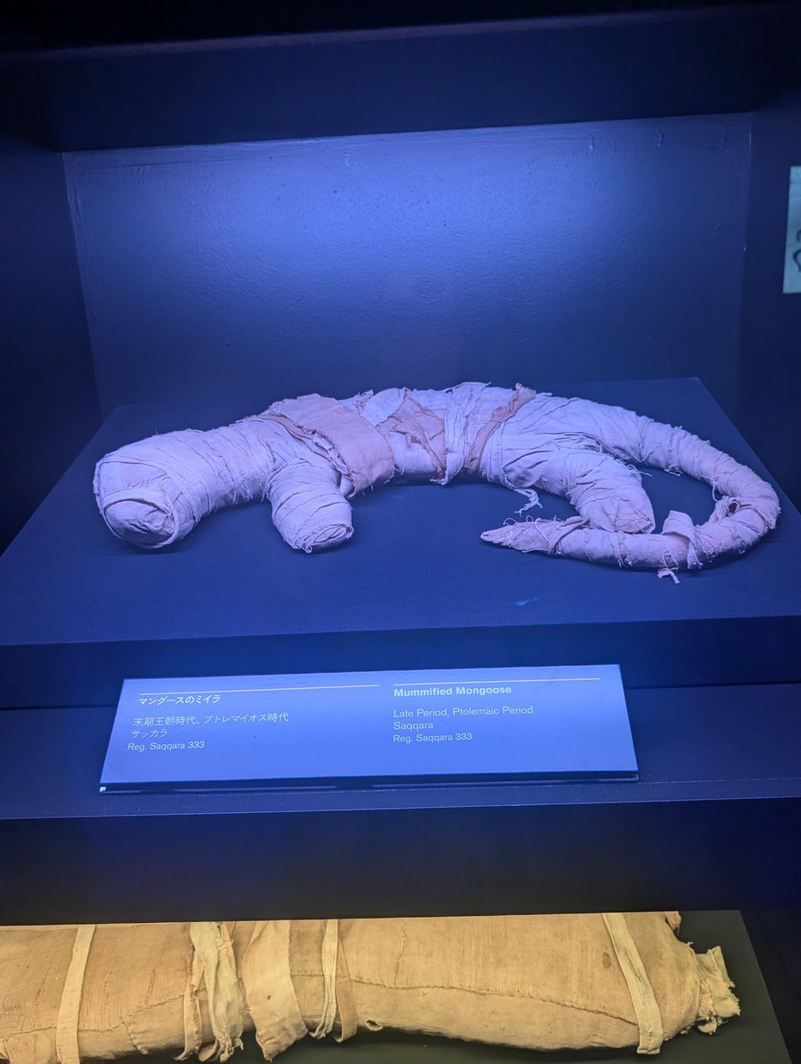 スーパーさくら バケタンブログ 受注生産】 スーパーさくら アイボリー - バケタンブログショップ