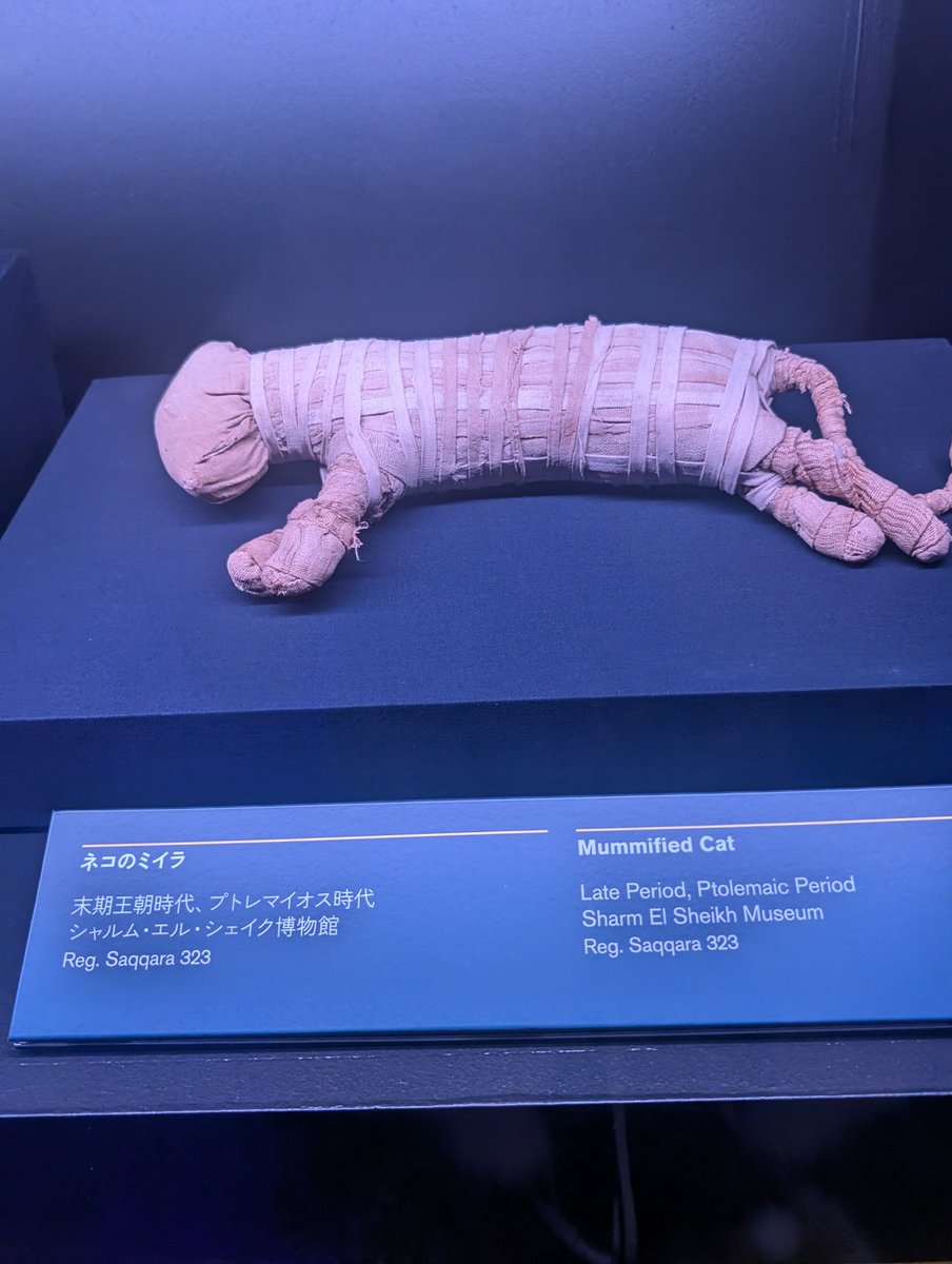 さくらたん🌸 on X