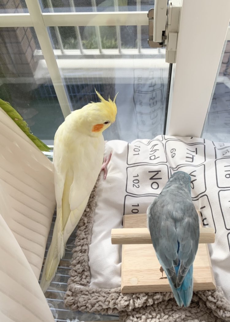 れもんママ（育て主） on X