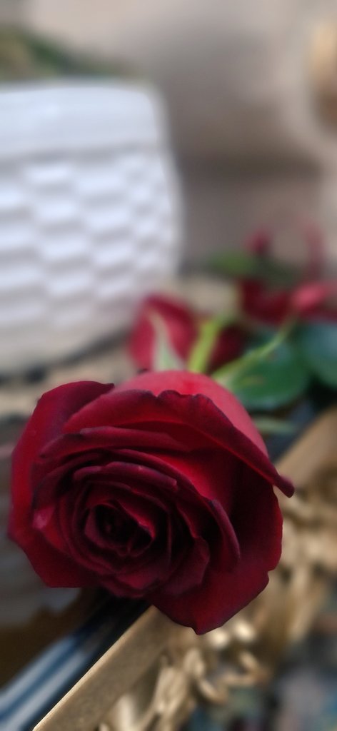 صبح است
و تو از پنجره ام می تابی . .

#دوباره_عشق