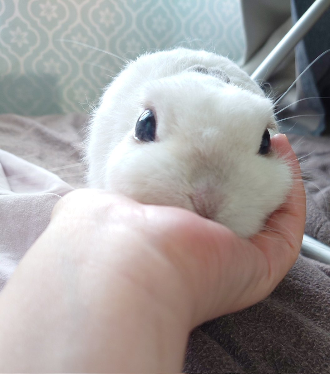 うさぎのひのき🌳 Hinoki bunny (@hinokiusa) / Posts / X