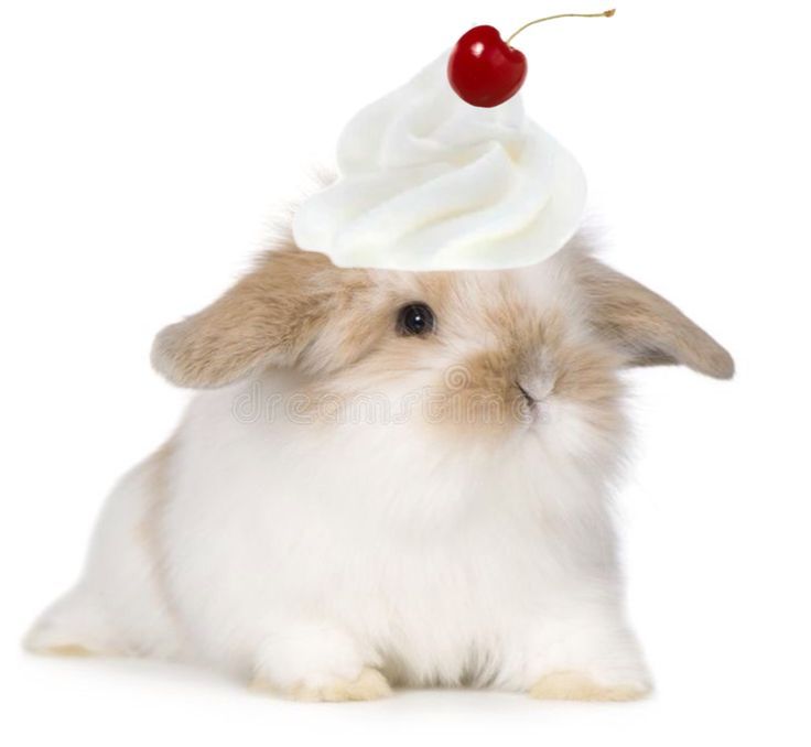 hyacinep's tweet image. CUTENESS OVERLOAD :33
Terima kasih kakak @CheurXlab karena sudah jajanin aku layout Hyacine gemes. Terima kasih juga kak Jemie @anaxqa sudah buatin layout nya. Semoga kak Z-Xei nanti ngeBA nya lancar dan dapet 10000 slot layout. Semangat ngeBA nya kakak semua. Have a nice day. 💗