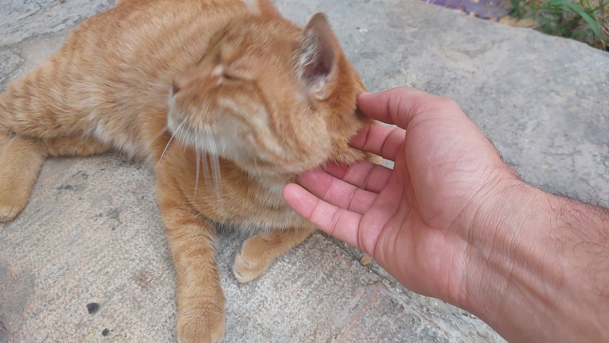 Ehsan Mohammad Hosseini tweet media