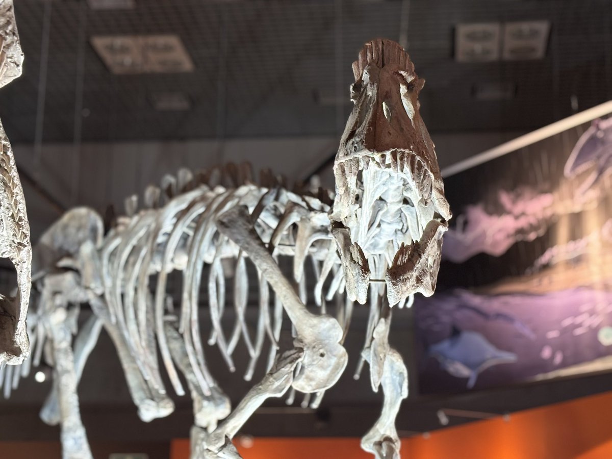 タイマイ剥製 Yahoo!オークション -「タイマイ 剥製」の落札相場・落札価格