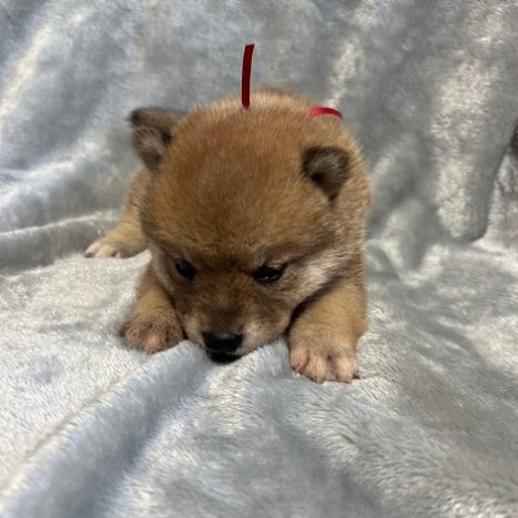 こんにちは、Animallineです🐾本日は柴犬ちゃんのご紹介！3兄弟の可愛い赤柴ちゃん♪このなんとも言えないコロコロ感がたまりませんね♡穏やかな性格でかしこい男の子だそうです♪元気にすくすくと成長中！ぜひぜひご検討ください！🐶

animalline.jp/breeder/pet/de…
#Animalline #犬のいる暮らし #柴犬