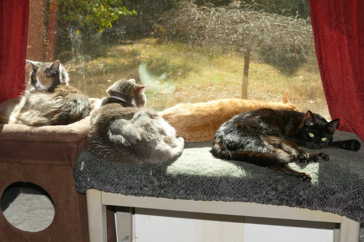 Six Years Ago Today: Suncats!