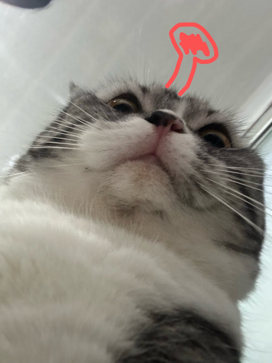 meemee 🏳️‍⚧️ tweet media