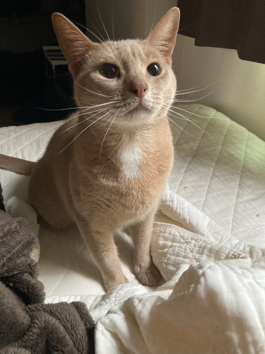 dnm3rd's tweet image. ウチの淑女は神が洒落た白いネクタイつけてくれて、どこにいってもビッとしてる。