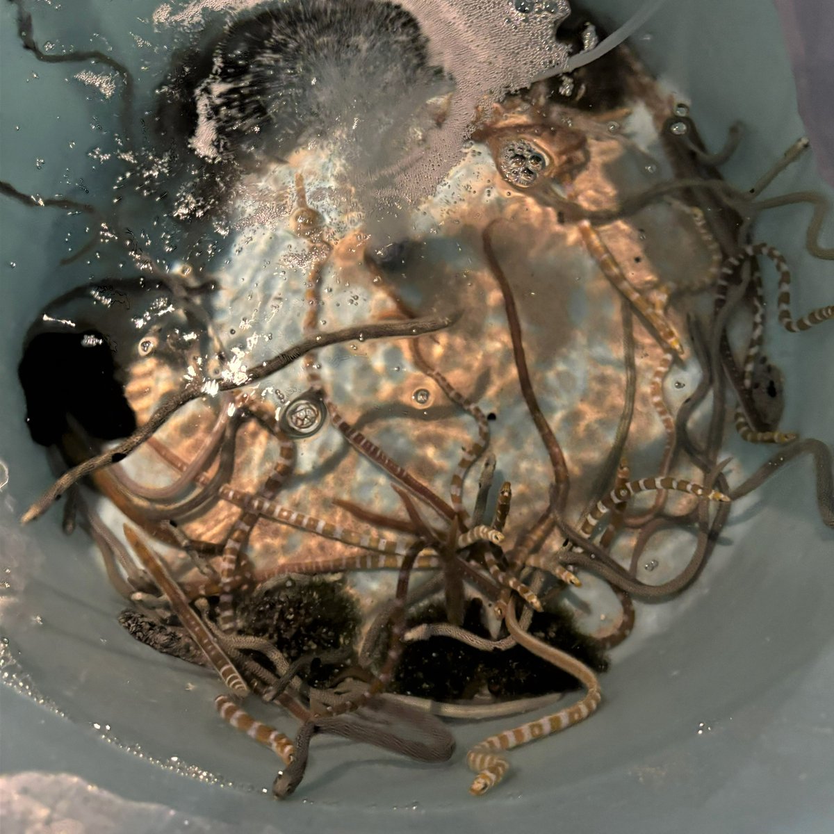 🐳セクシーa.k.a.名乗るほどの者ではありません🐳 (@flashbacksummer