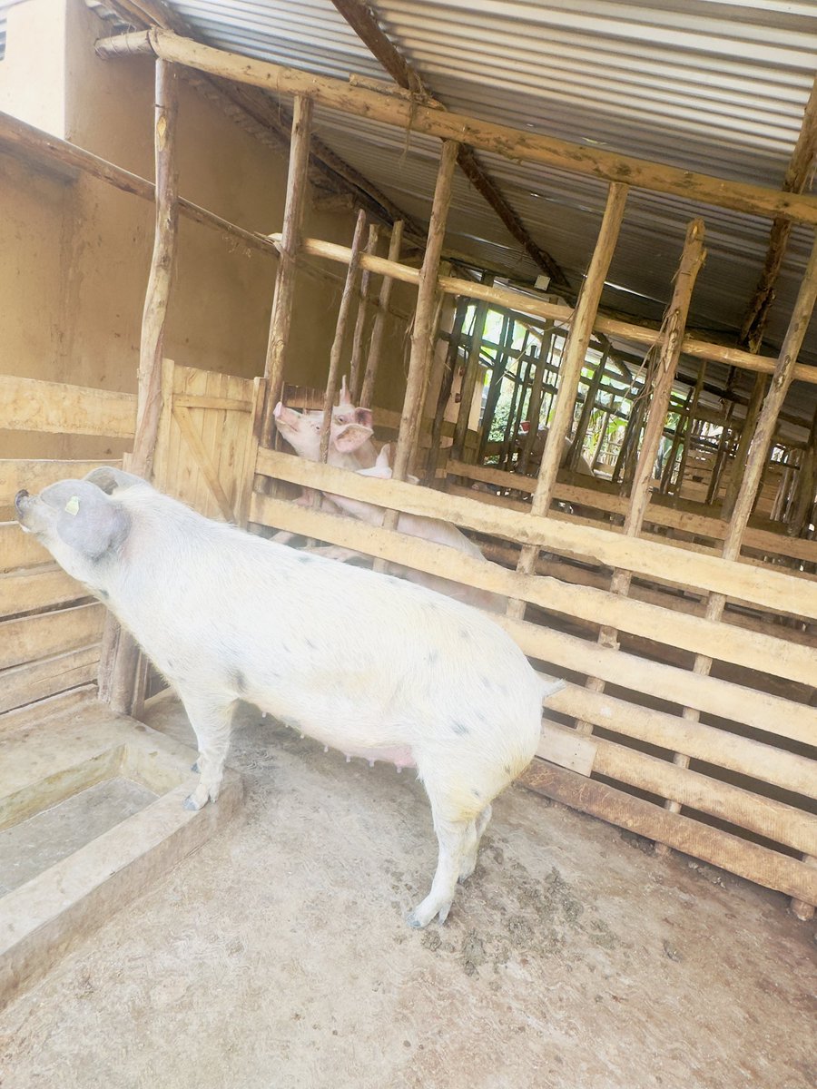 Eagle Farm🇷🇼 tweet media