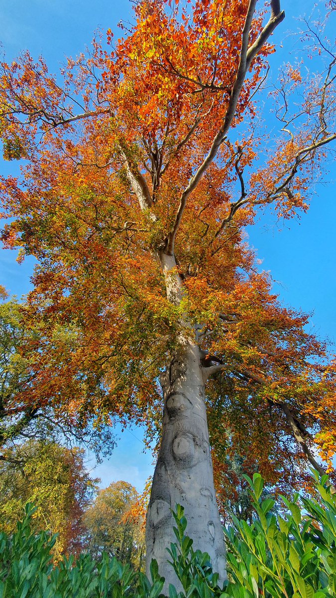 What a fabulous tree! Autumn glory indeed!