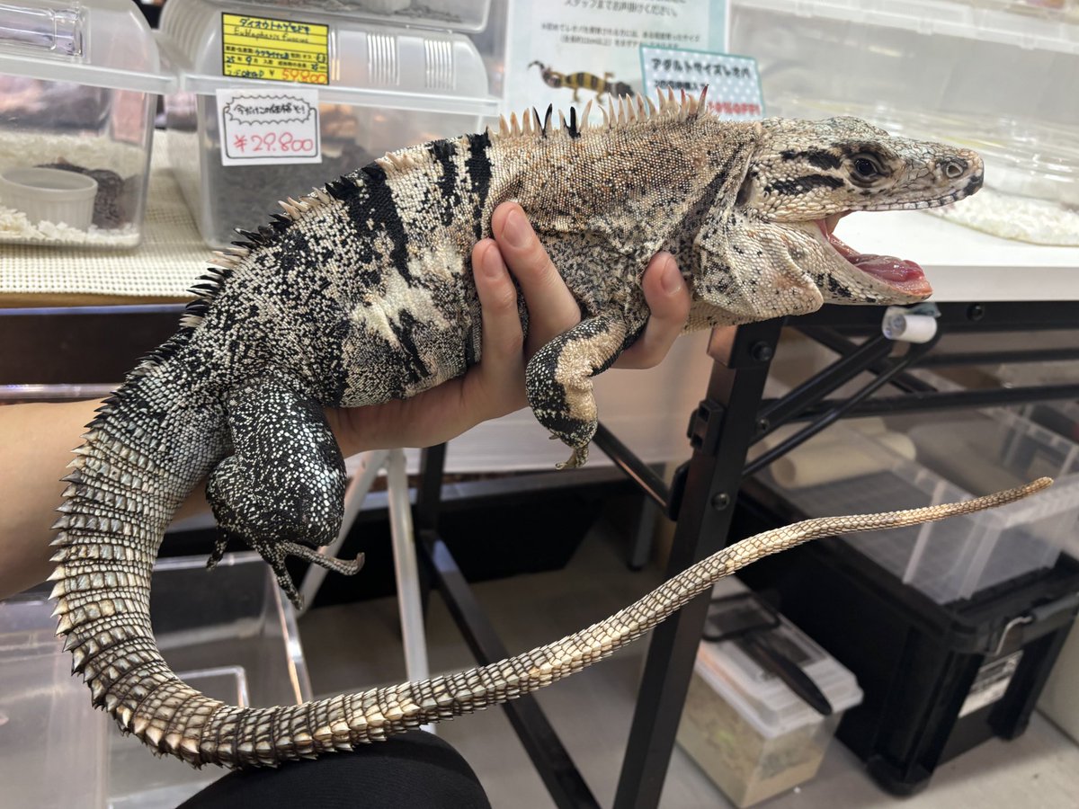 爬虫類倶楽部中野本店 本アカウント on X