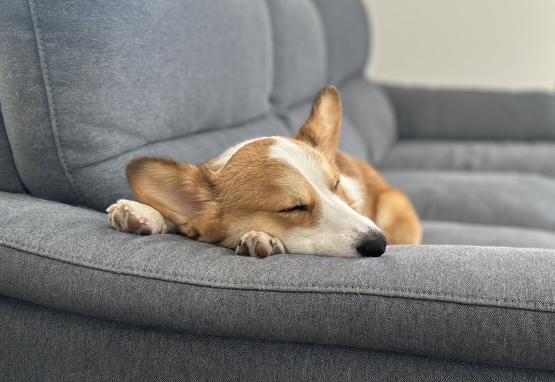 corgi_yukichi's tweet image. 前ならえ寝😴🫱笑
#コーギー
#corgi
