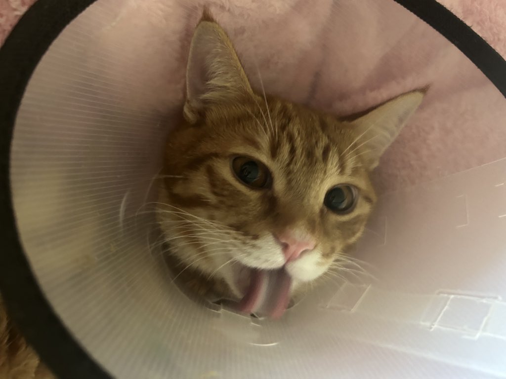 Ercüş kaç gündür huniyle geziyor, garibim huniyi yalarken kendini temizlediğini sanıyor😔